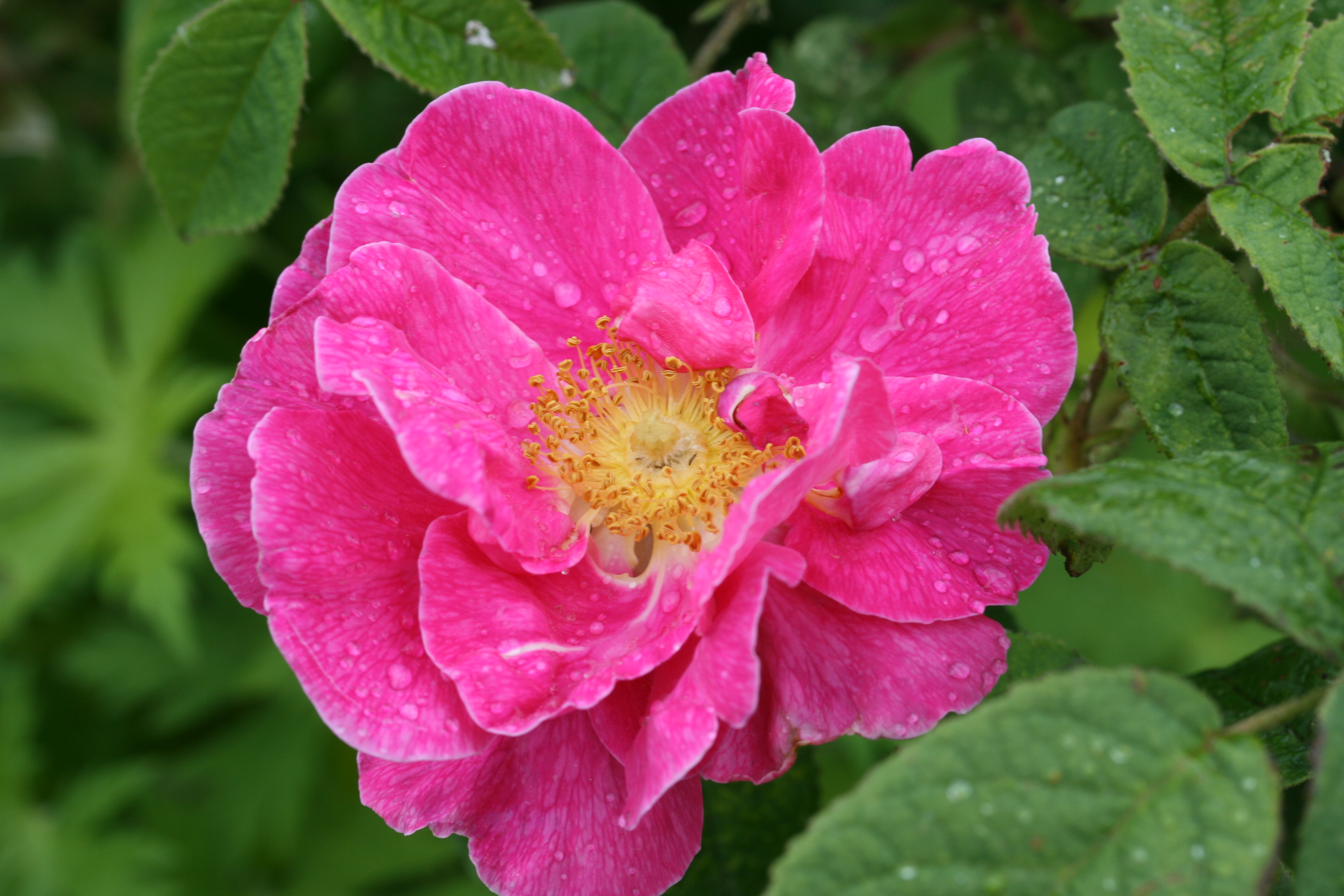 Gallic rose